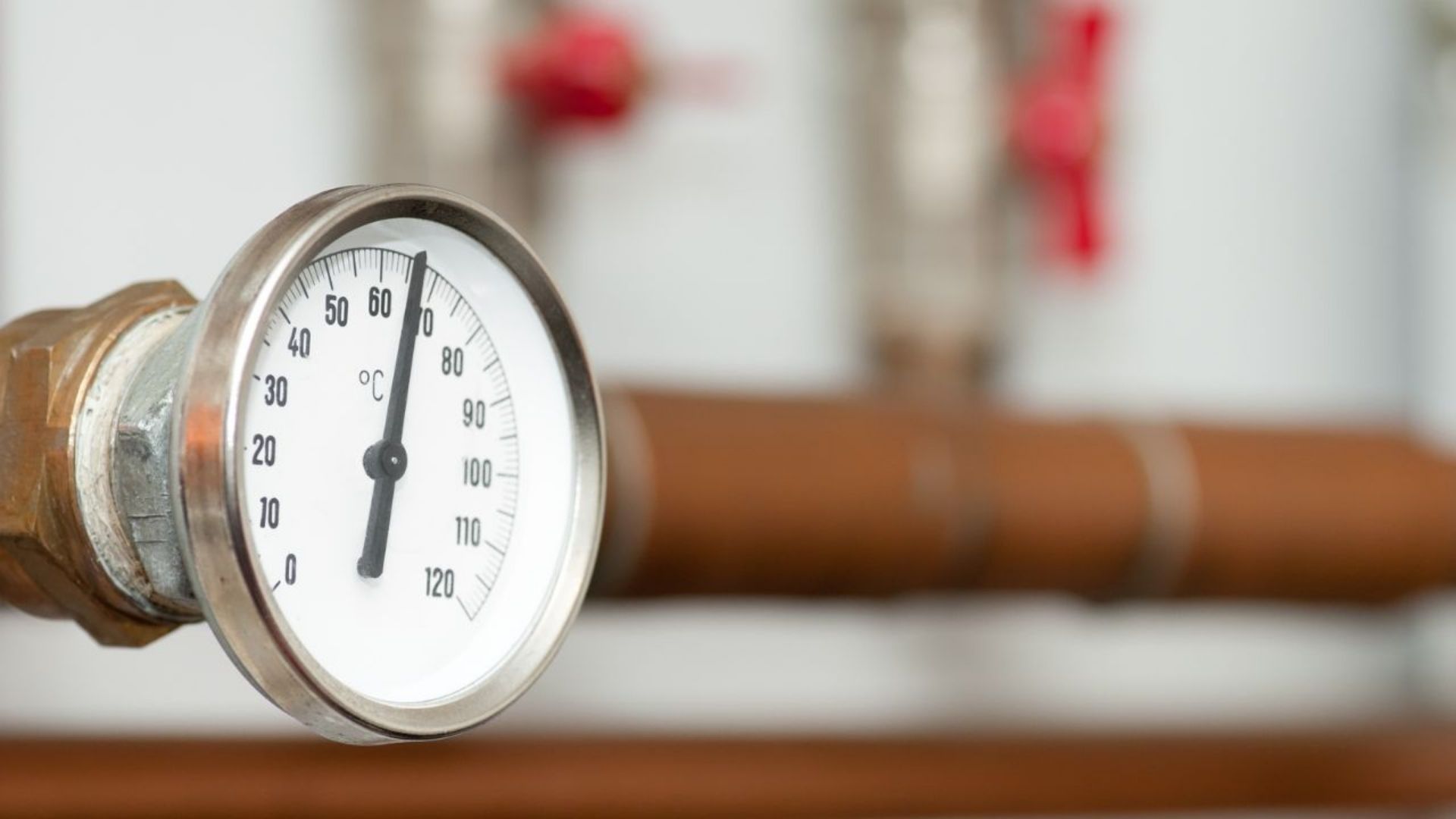 De slangkeuzegids: warmte en koude